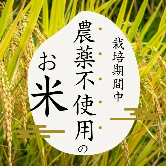令和7年産 今野農園 ゆめぴりか 玄米 2kg 【ピリカ(株)】 化学肥料不使用 米 お米 北海道米 特Aランク 国産 コメ 2025年産 北海道 比布町 ぴっぷ 1012-006