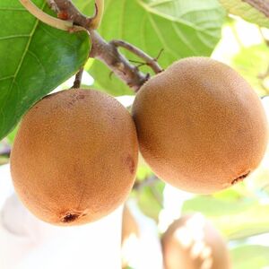 さぬきゴールド キウイフルーツ 1.2kg化粧箱入り【予約受付中！令和8年10月中旬頃より発送！】【A-113】