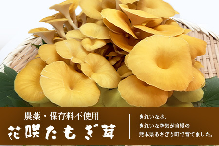 無農薬栽培【花咲 たもぎ茸 (乾燥) 100g 】幻 キノコ タモギダケ ヒラタケ 健康 栄養豊富 出汁 だし エルゴチオネイン タモギ茸 たもぎだけ  115-0606