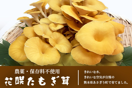 無農薬栽培【花咲 たもぎ茸 (粉末) 70g 】幻 キノコ タモギダケ ヒラタケ 健康 栄養豊富 出汁 だし エルゴチオネイン タモギ茸 たもぎだけ 115-0607