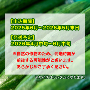 【0113907a】愛情たっぷり！牧内農園の白いぼきゅうり(計5kg・小分けパック) 野菜 やさい サラダ 胡瓜 キュウリ 漬物 ピクルス 小分け 大容量 期間限定 【牧内農園】
