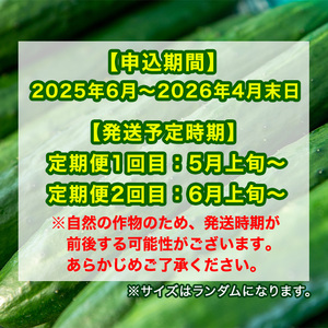 【0123905b】＜訳あり＞＜定期便・全2回(5月・6月)＞愛情たっぷり！牧内農園の白いぼきゅうり(2.5kg×2回) 不揃い 規格外 野菜 やさい 旬 新鮮 サラダ キュウリ 胡瓜 【牧内農園】