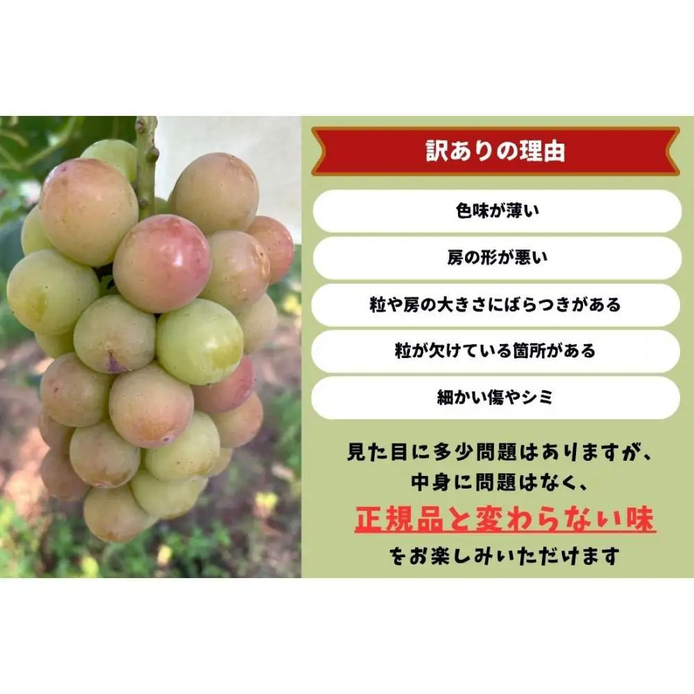 家庭用 悟紅玉  旧ゴルビー　2～3房 合計1.2kg以上 産地直送 朝採れ ぶどう 葡萄 岡山 Kawahara Green Farm 2026年 | ぶどう