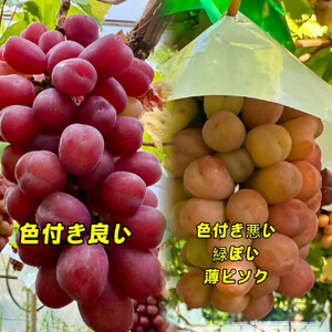 ぶどう 2026年  マイハート 秀品 粒だけ 約1kg  家庭用 ギフト 農林大臣賞2回受賞  贈答用 贈り物 岡山 果物 フルーツ  採りたて発送 農家直送 数量限定 新鮮  8月中旬から発送