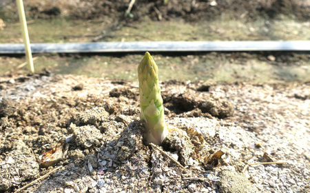 太めアスパラ（2Lサイズ以上）ホワイト＆グリーン食べ比べセット 計1kg オジファーム