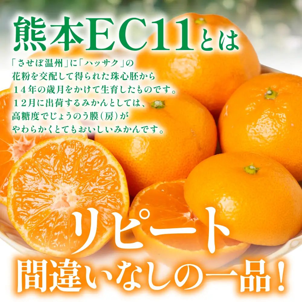 【先行予約】 みかん 八代市東陽産山本さん家の「熊本EC11みかん」 約5kg みかん 柑橘 【2026年11月上旬より順次発送】