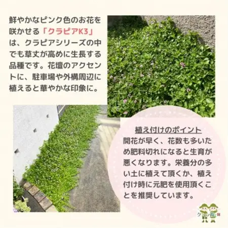 グランドカバー植物「クラピアK3」ポット苗10ポットセット【お申込書返信後、ご希望日に合わせて発送】【1570189】