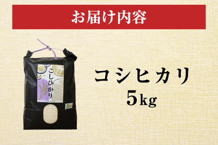 令和7年度産 笠間 塙商店の コシヒカリ 5kg 米 精米 ブランド米 お米 白米 国産 おにぎり 弁当 R7年産 ごはん おいしい 旨い ふっくら お米 茨城県 笠間市 いばらき ID-018