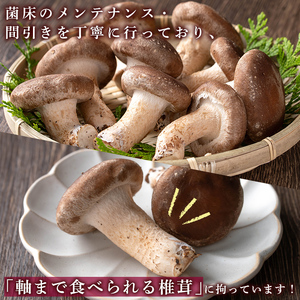 n327 生 椎茸 1kg 菌床栽培  国産 種子島 しいたけ 【えいぜっと】
