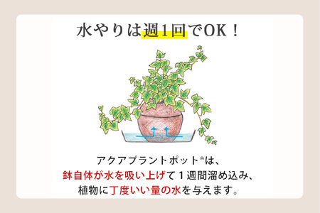 アクアプラントポット®　玉Ｌ（ブラック） 植木鉢　ゴムの木（2099）