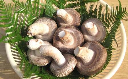 御在所肉厚生しいたけ 約500g 生しいたけ しいたけ 椎茸 シイタケ 肉厚 山菜 お取り寄せ 冷蔵