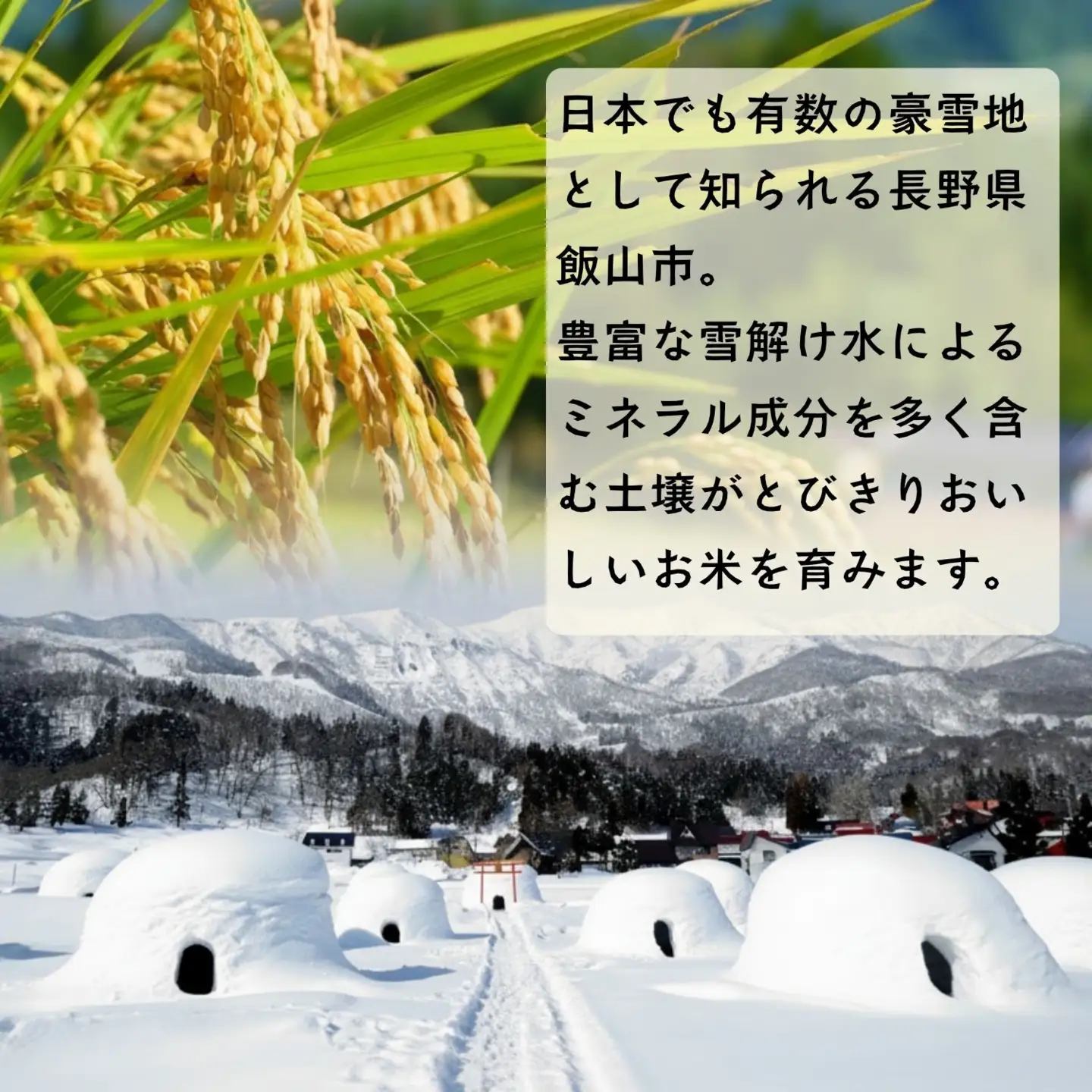【令和8年新米予約】コシヒカリ 5kg 特別栽培米 「かまくらの里 コシヒカリ」_Cc-001