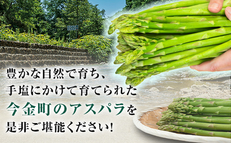 朝採れ新鮮アスパラ 1.5kg（Lサイズ） (2026年3月下旬~6月中旬または2026年7月上旬~9月上旬頃発送) 野菜 秀品 北海道産 バーベキュー BBQ キャンプ 旬野菜 アスパラガス 栄養満点 冷蔵発送 F21W-455