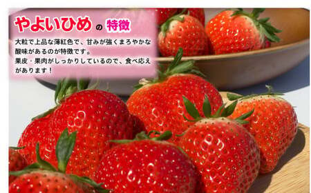 先行予約 いちご とちおとめ やよいひめ 約250g×4パック 計1kg いちご