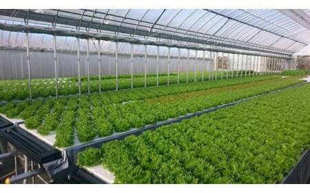 【6回定期便】旬の葉物野菜おまかせセット 小島農園 野菜