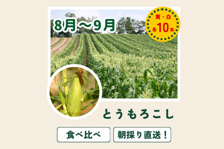 野菜セット 4回 定期便  旬な野菜 新鮮 白樺(大) 美瑛の四季【令和8年産予約受付】 