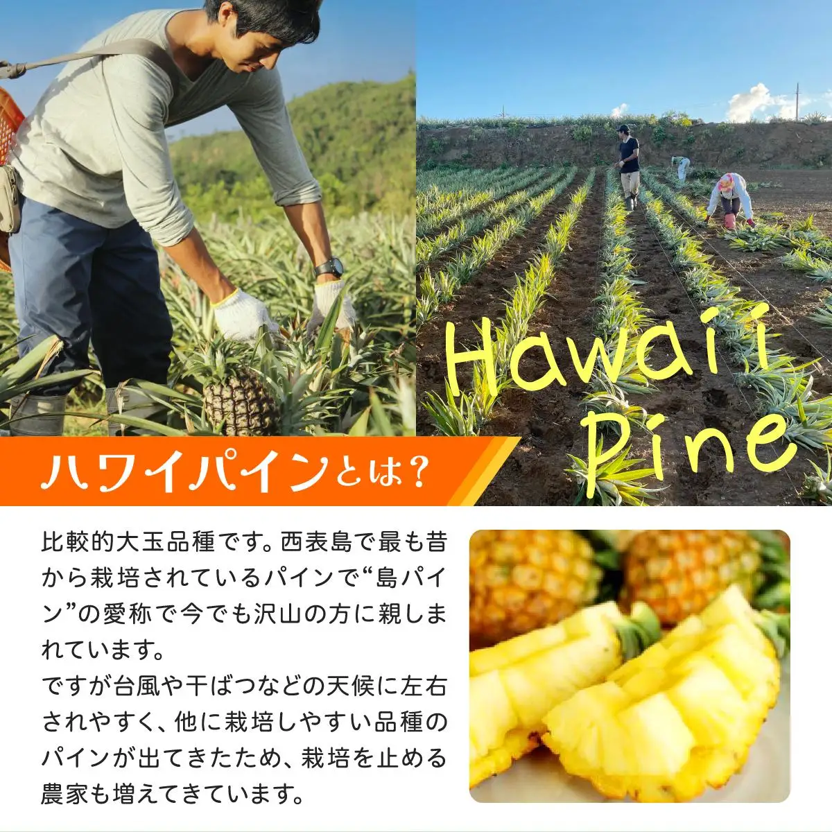 ハワイパイン約10kg 