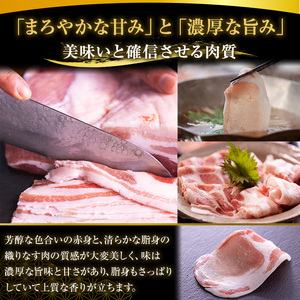 No.1238 高級かごしま黒豚！「黒宝豚」サムギョプサルセット(厚切り豚バラ500g＋キムチ＋サムジャン味噌) 国産 九州産 鹿児島県産 サムギョプサル 冷凍 黒豚 豚肉 お肉 韓国 惣菜 贈答 プレゼント 贈り物 ふるさと納税 日置市 特産品 惣菜 韓国料理 【西酒造】