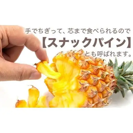 【先行予約】ポコットパイン1ｋｇ（1～2玉）　KN-3