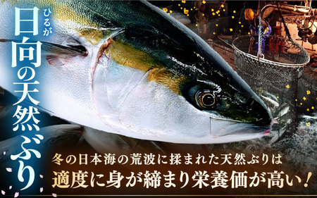 天然 ぶり 特大 ブリアラ（煮付け用）合計 約1.5kg 美浜町日向産【 アラ 】 [m36-a036]