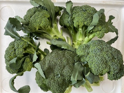 【先行予約】 新鮮 朝採れブロッコリー Mサイズ以上7玉 野菜 ブロッコリー 朝採り 朝採れ 朝どれ サラダ 食品