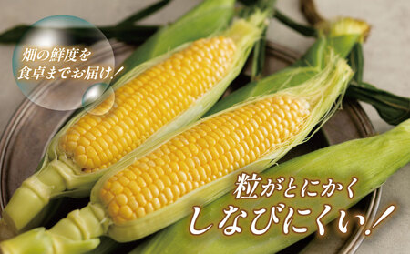 とうもろこし サニーショコラライラ 5kg 先行予約 【 とうもろこし 】 