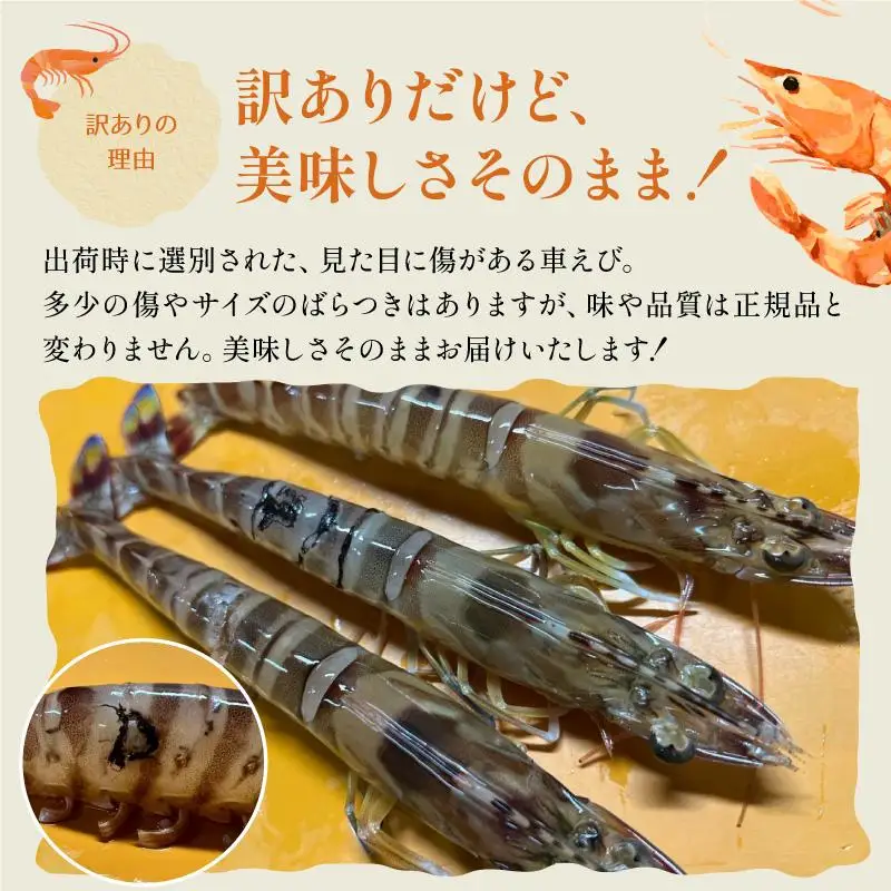 訳あり 竹富島産 冷凍車えび 規格外品 500g