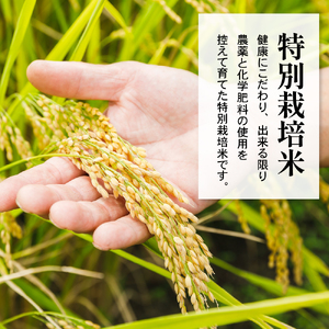 【 令和7年産 】 ミルキークイーン 2合 8袋 セット ( 1袋 300g ) 計 2.4kg 〔2025年10月中下旬頃～順次お届け〕2合 小分け 産地直送 農家直送 ブランド米 個包装 2025年産 産地直送 農家直送 米沢産 精米 米 お米 白米 お取り寄せ 送料無料 山形県 米沢市