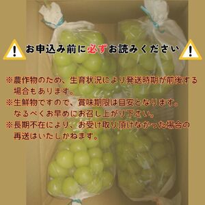 南信州高森産】訳ありシャインマスカット 4房 | 長野県高森町