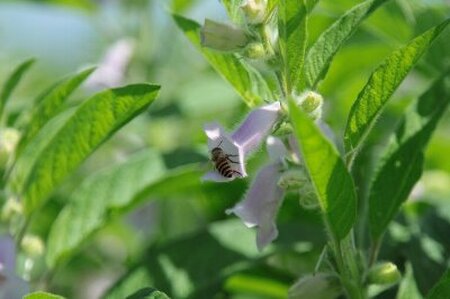 みまたん黒ごま4種セット宮崎県三股町産ごま！黒ごま油、すりごま、煎りごま、練りごまをお届け！