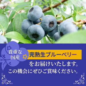 【先行受付予約】知多半島 生ブルーベリー 400g（100g×4パック） 完熟 果物 フルーツ 旬 農園直送 青果物 国産 健康 美容 愛知県 美浜町 ブルーベリーの里みはま 産地直送 ※2026年6月上旬～8月中旬に順次発送予定 送料無料 数量限定 期間限定 ※北海道・沖縄・離島への配送不可