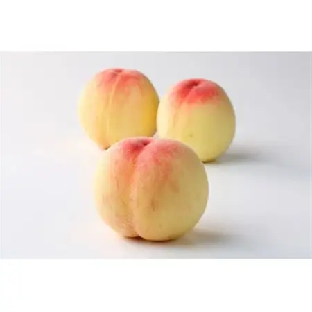 2026年先行予約　岡山白桃　ロイヤル　(1箱3玉入り)800g_果物・フルーツ もも  モモ 桃_【配送不可地域：離島】【1598070】