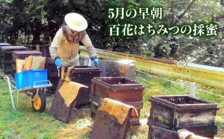 はちみつ 蜂蜜セット[APAE007] はちみつ