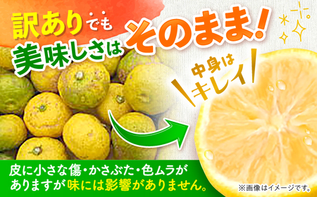 【訳あり】【2026年先行予約】種なし柚子1.7kg ＜2026年11月中旬より順次発送＞[APAQ003] ゆず
