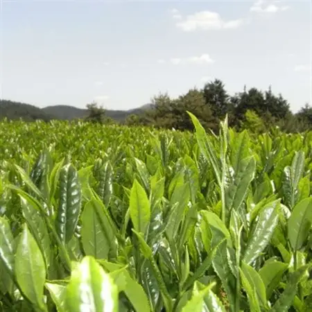 奥八女星野村 深蒸し高級煎茶(深蒸し茶)100g×1袋(水巻町)【1445314】