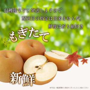 【早期予約 2026年8月以降出荷】 梨 3kg 志太梨