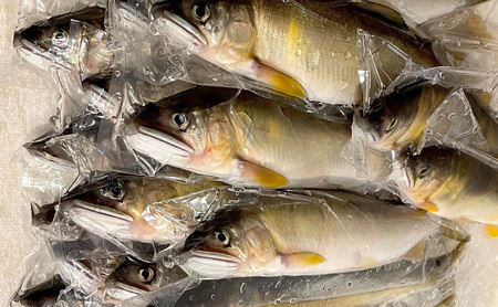 天然鮎 4～6匹 合計500g以上 【9月 発送予定】 冷凍 個包装 鮎 アユ あゆ 魚 川魚 岡山県産 吉井川