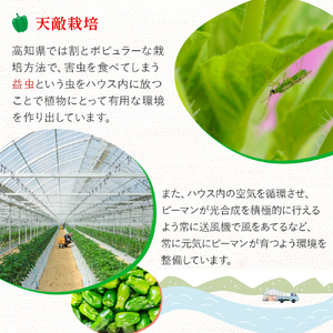 【予約受付】肉厚ジューシー！栽培期間中化学農薬・化学肥料不使用のえぐみ少ないピーマン1kg ／Fms-13 農産物 新鮮 肉厚ピーマン 野菜 大量