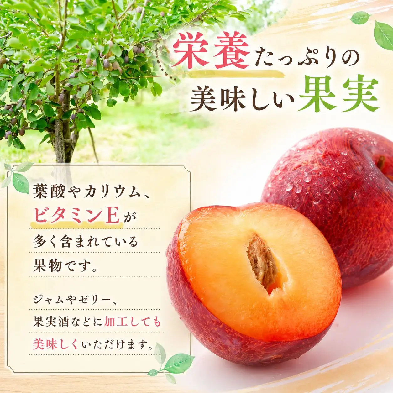 すもも 『太陽』 約2～2.2kg 【2026年発送】 プラム フルーツ