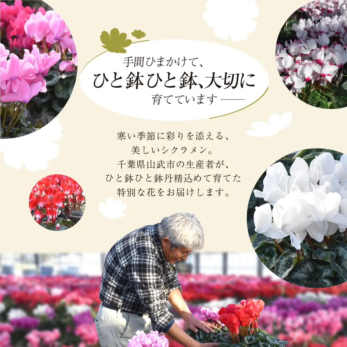【2026年12月上旬より順次発送！】≪種類・色お任せ≫ シクラメン 5号鉢 / シクラメン 花 お祝い 鉢植え 生花 ギフト プレゼント フラワーギフト 花ギフト クリスマス SMCN001