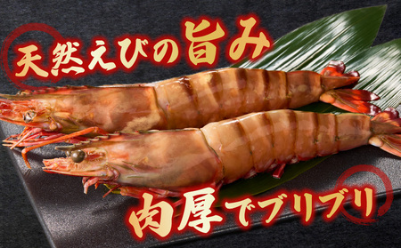 〈高級〉KING SEA TIGER 王の海老2尾・K305-12