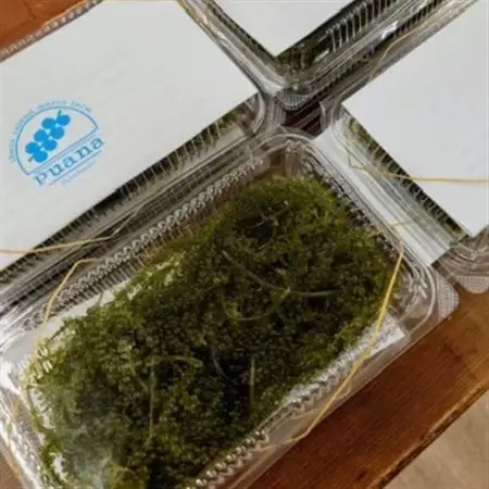 ぷちぷち濃厚 伊平屋の「生」海ぶどう 100g×2パック【1582127】