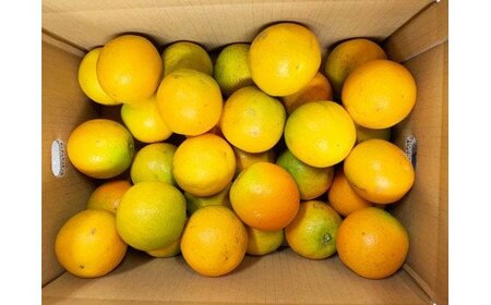 【訳あり・ご家庭用】【国産】希少　バレンシアオレンジ　約7kg 【2026年6月下旬頃～7月上旬頃順次発送予定】【Z-uot859】