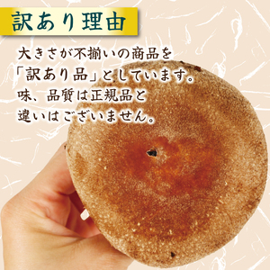 【12月～4月発送】 訳あり 不揃い 生しいたけ 1.5kg 生 しいたけ 常温 配送 シイタケ 椎茸 大ぶり 食べ応え 厚い 肉厚 うまみ 栽培期間中 農薬不使用