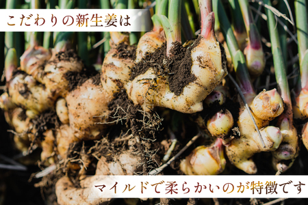 BI381 島原百年生姜 新生姜 3kg [ 長崎県 島原市 ]