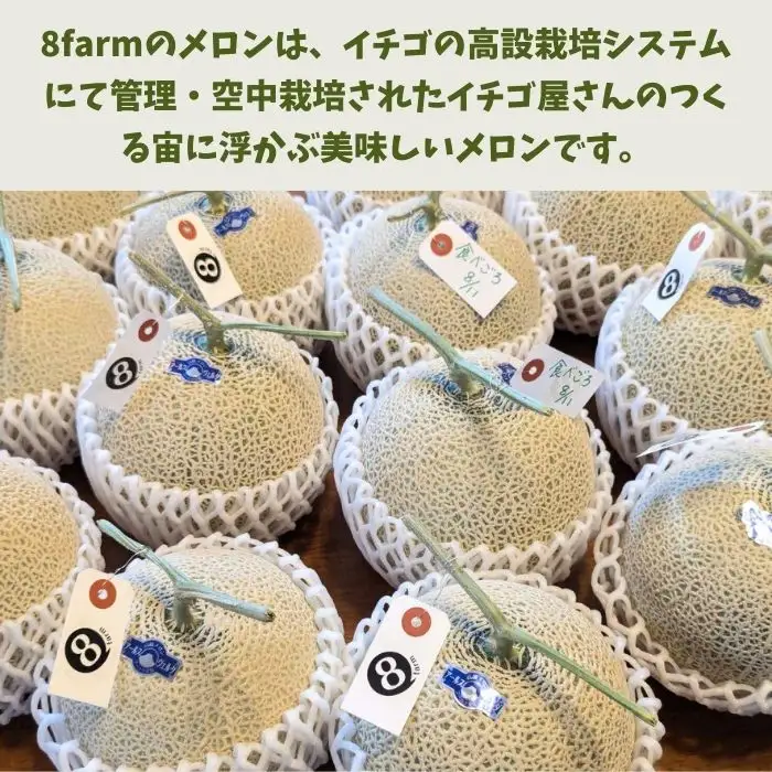 Ton de メロン 1玉【ペルルグリーンメロン アールスヴェルダメロン フルーツ 果物 美味しい 甘い 芳醇 しっとり 上品 旬 ご褒美 ギフト 贈り物 ご自宅用 安来 島根県 安来市】【10-FA-04】