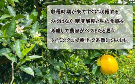 木成り 追熟 訳あり 愛南ゴールド 河内晩柑 約6kg 柑橘 フルーツ 果物 蜜柑 みかん くだもの mikan 家庭用 傷 不揃い  サイズミックス かわち ばんかん かんきつ 和製 グレープフルーツ デザート 果実 果汁 甘い ジューシー おいしい 特産品 国産 農園 直送 産地 直送 エニシトラス 愛媛県 愛南町 