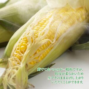 【先行予約】旭川近郊産　黄色いとうもろこし(ゴールドラッシュ) 3.5kg(10本) 2026年8月上旬から発送開始 | とうもろこし 北海道 限定_04842