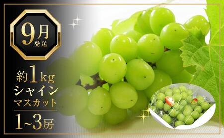 【定期便全2回】旬の フルーツ定期便 (桃 シャインマスカット)【もも 葡萄 ぶどう 旬 人気 果物 くだもの フルーツ 香川県】