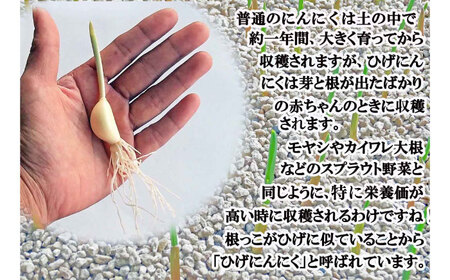 ひげにんにく玉 5袋（1袋60粒入） / 佐賀県 / 日本にんにく [41AAAO005]